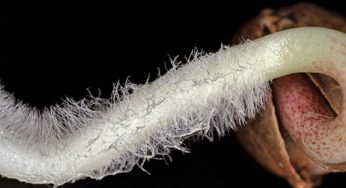 9 trucos para germinar semillas de marihuana a la primera