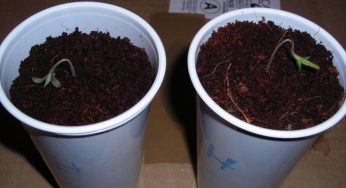 ¿Se te mueren las plantas de marihuana? He aquí los motivos