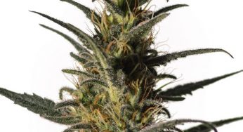 Semillas de marihuana medicinal Medical Marijuana Genetics