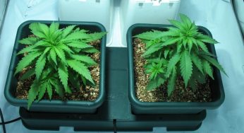 Sistemas de cultivo AutoPot, la sencillez y la perfección
