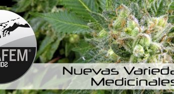 Consigue ahora las nuevas variedades medicinales de Dinafem