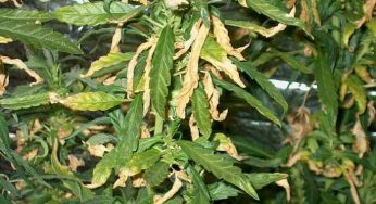 ¿Por qué se secan las hojas de mis plantas de marihuana?