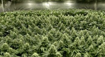 Cómo conseguir mejores cosechas con las técnicas de cultivo