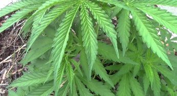 Los nutrientes de la marihuana: el macronutriente Nitrógeno
