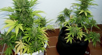 Engordar los cogollos con los potenciadores de floración