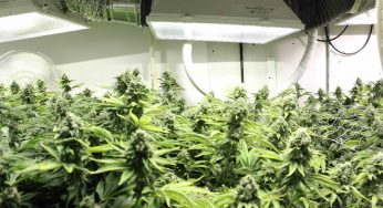 Cómo se debe planificar un cultivo de marihuana en interior