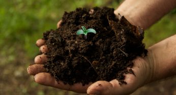 Sustrato y abonos en el cultivo de marihuana en interior