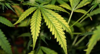 Los nutrientes de la marihuana: el Magnesio y su función