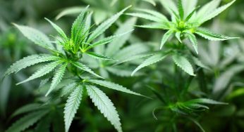 10 falsos mitos que pueden arruinar un cultivo de marihuana