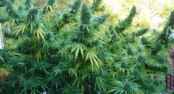 Exclusivos packs Powder Feeding para cultivos de marihuana