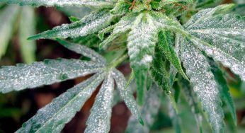 El peligro de los hongos en el cultivo de marihuana exterior