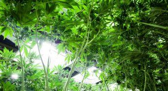 LEC, lo último en iluminación para cultivos de marihuana