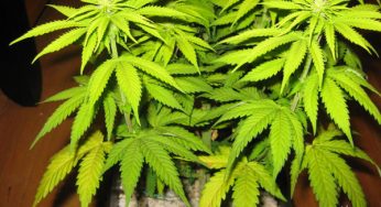 10 pistas para reconocer problemas en plantas de marihuana
