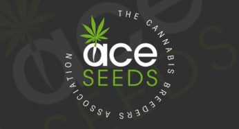 Nueva edición limitada y exclusiva de semillas ACE Seeds