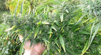 Grandes consejos para cosechar tus plantas de marihuana