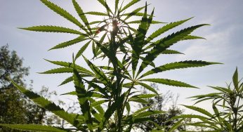 Programa las tareas del cultivo para disfrutar de Agosto