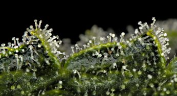 Microscopios para cosechar plantas con su máxima potencia