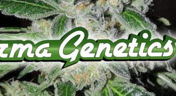 Karma Genetics, calidad holandesa ahora en Cannabislandia