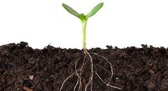 ¿Cual es el papel de las enzimas en el cultivo de marihuana?