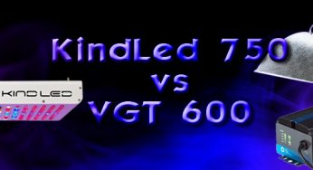 KindLed 750 vs HPS 600W: Último episodio y conclusiones