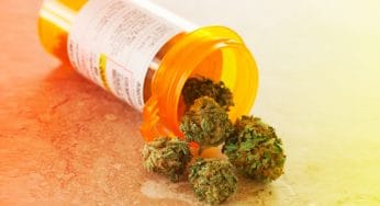 THC o CBD para el dolor, ¿cual de los dos funciona mejor?