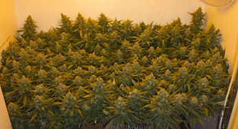 Cultivo en SCROG, máxima producción con muy pocas plantas