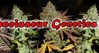 Nuevas variedades de Connoisseur Genetics ya en Cannabislandia