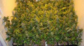 Lo necesario para cultivar marihuana en interior, Parte 1