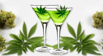 Dragón Verde, alcohol de marihuana con alto contenido en THC