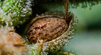 Hacer semillas de marihuana: los trucos para nunca fallar