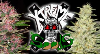 Xtreme Seeds ya disponibles en Cannabislandia ¡Descúbrelas!