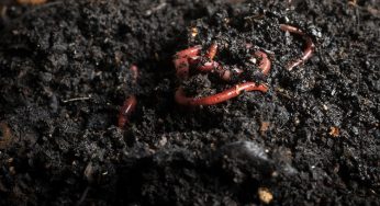 Humus de lombriz, abono natural para plantas de marihuana