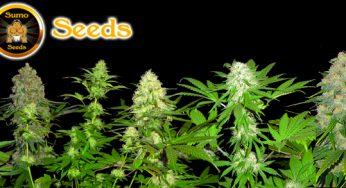 Sumo Seeds, semillas de cannabis de la más alta calidad