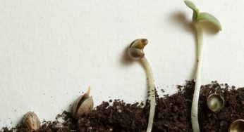 Guía para la elección de la semilla que te conviene cultivar