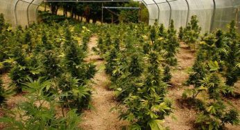 Cultivo de semillas autoflorecientes: entramos en la mejor época