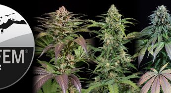 Descubre en Cannabislanida las nuevas variedades de Dinafem