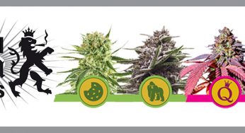 Nuevas variedades de Royal Queen Seeds en Cannabislandia