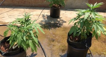 Riego automático en cultivos de marihuana, ¿cómo instalarlo?