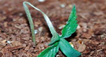 Hongo Damping Off en cultivos de marihuana ¿cómo evitarlo?