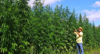 Marihuana y cáñamo, ¿cual es la diferencia entre las dos?