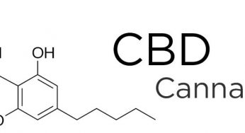 Descubre ahora los nuevos suplementos CBD en Cannabislandia