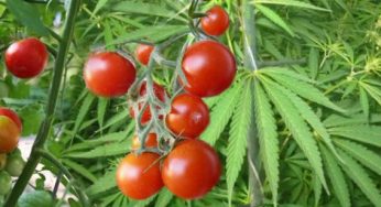 Ocultar un cultivo de marihuana en exterior, los mejores trucos