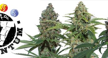 V Elementum Seeds, semillas de calidad ya en Cannabislandia