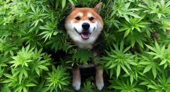 CBD para mascotas, te contamos todo lo que necesitas saber