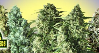 Rockwell Seeds, semillas feminizadas de muy alta calidad