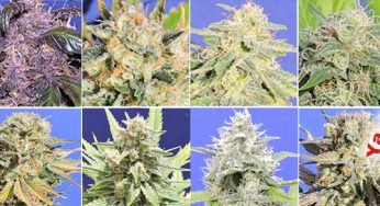 Original Sensible Seeds, un legendario banco de semillas