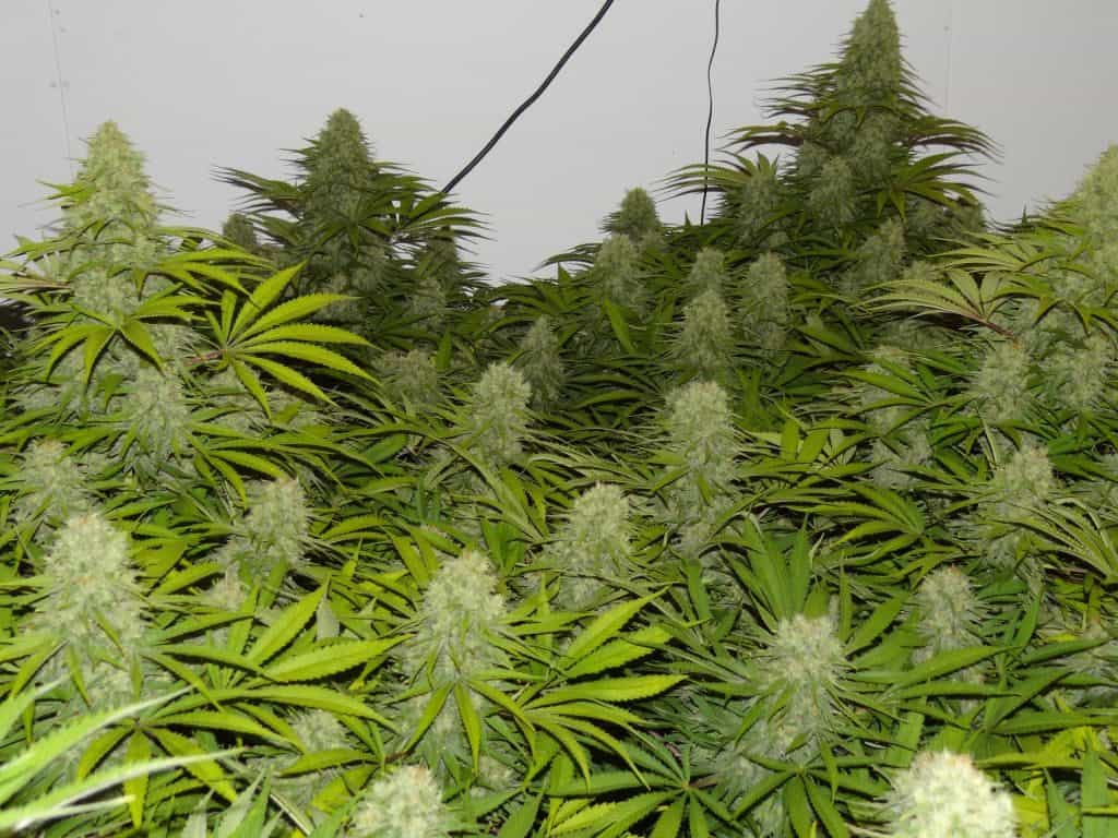 plantar-marihuana-en-interior