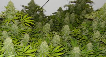 Lo necesario para cultivar marihuana en interior, Parte 2