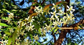 El aceite de Neem, mucho más que un insecticida polivalente