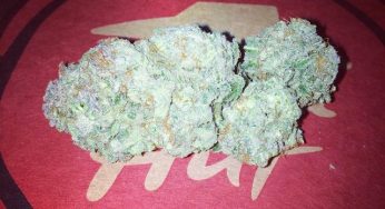 Dankonomics Genetics, semillas de marihuana Made in USA